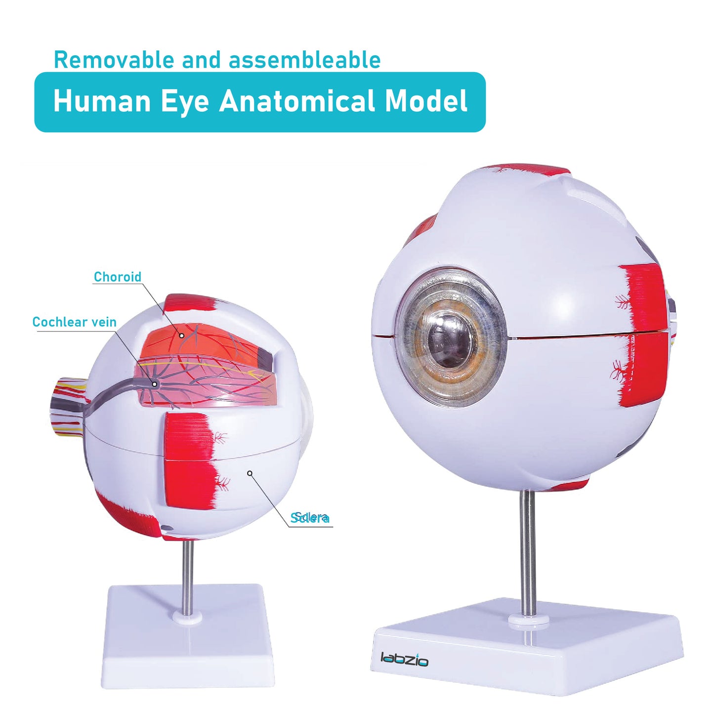 LABZIO Human Eye Model 6X Enlarged with 7 Detachable Parts | Dissectible Eyeball Anatomy Model with Detailed Key Card | Educational Medical Teaching Aid for School and College