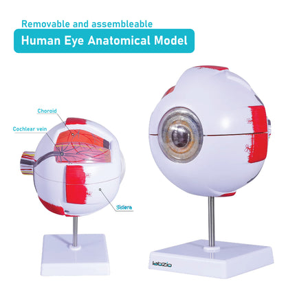 LABZIO Human Eye Model 6X Enlarged with 7 Detachable Parts | Dissectible Eyeball Anatomy Model with Detailed Key Card | Educational Medical Teaching Aid for School and College