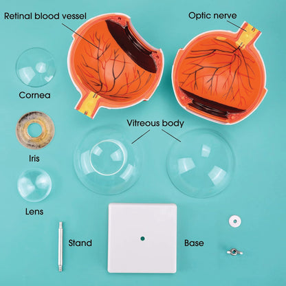 LABZIO Human Eye Model 6X Enlarged with 7 Detachable Parts | Dissectible Eyeball Anatomy Model with Detailed Key Card | Educational Medical Teaching Aid for School and College