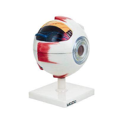 Labzio - Premium Human Eye Model Enlarged 5 Times with Dissectible Eye Ball 7 Parts Anatomical Model with Detailed Key Card