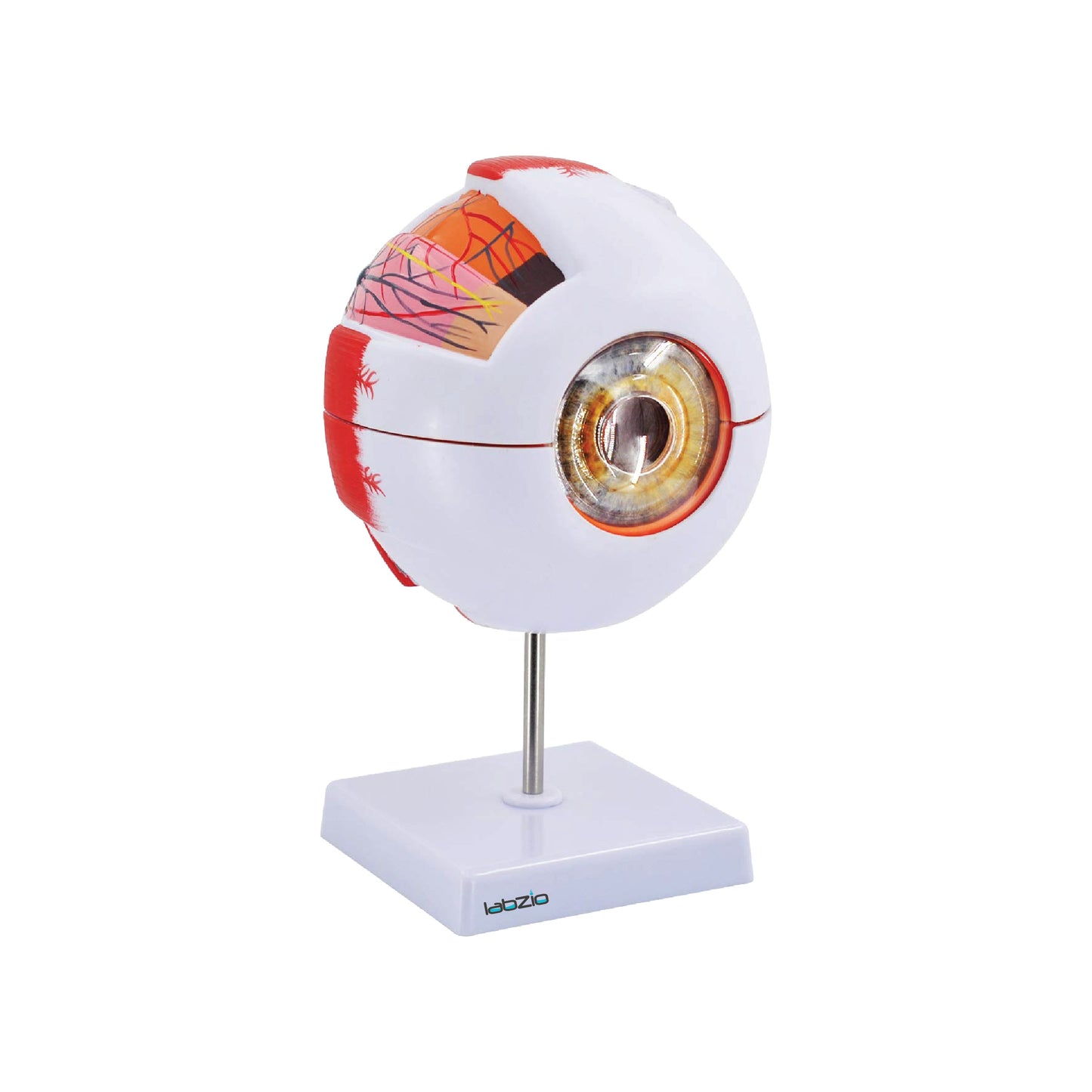 LABZIO Human Eye Model 6X Enlarged with 7 Detachable Parts | Dissectible Eyeball Anatomy Model with Detailed Key Card | Educational Medical Teaching Aid for School and College