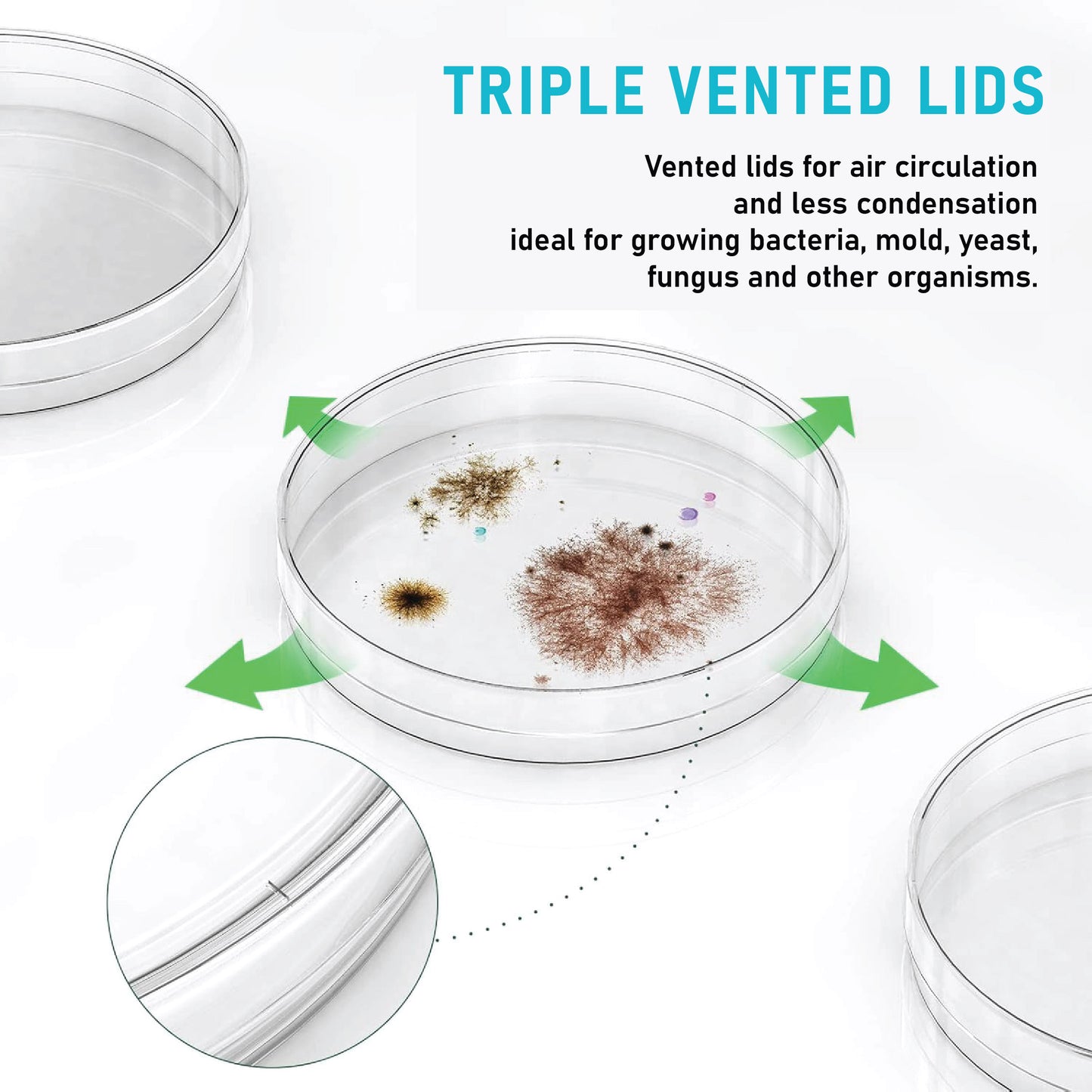 Labglass by EISCO - Premium Petri Dish, Heavy Borosilicate Glass 3.3, Can Withstand Wet or Dry Repeated Sterilisation, Beaded Edges for Strength (90 X 15 mm, Pack of 5)