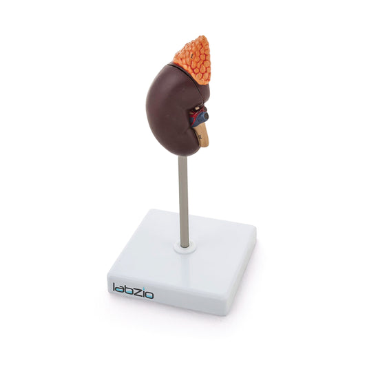 Labzio - Premium Human Kidney Model with Adrenal Gland – Dissectible Anatomical Model with Detailed Key Card for Education and Study