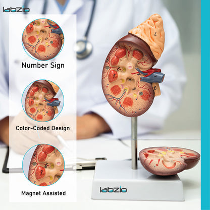 Labzio - Premium Human Kidney Model with Adrenal Gland – Dissectible Anatomical Model with Detailed Key Card for Education and Study