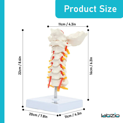 Labzio - Premium Life Size Cervical Vertebrae Model with Occipital Bone, Nerve, and Spinal Cord – Premium Anatomical Educational Model for Medical Students and Professionals