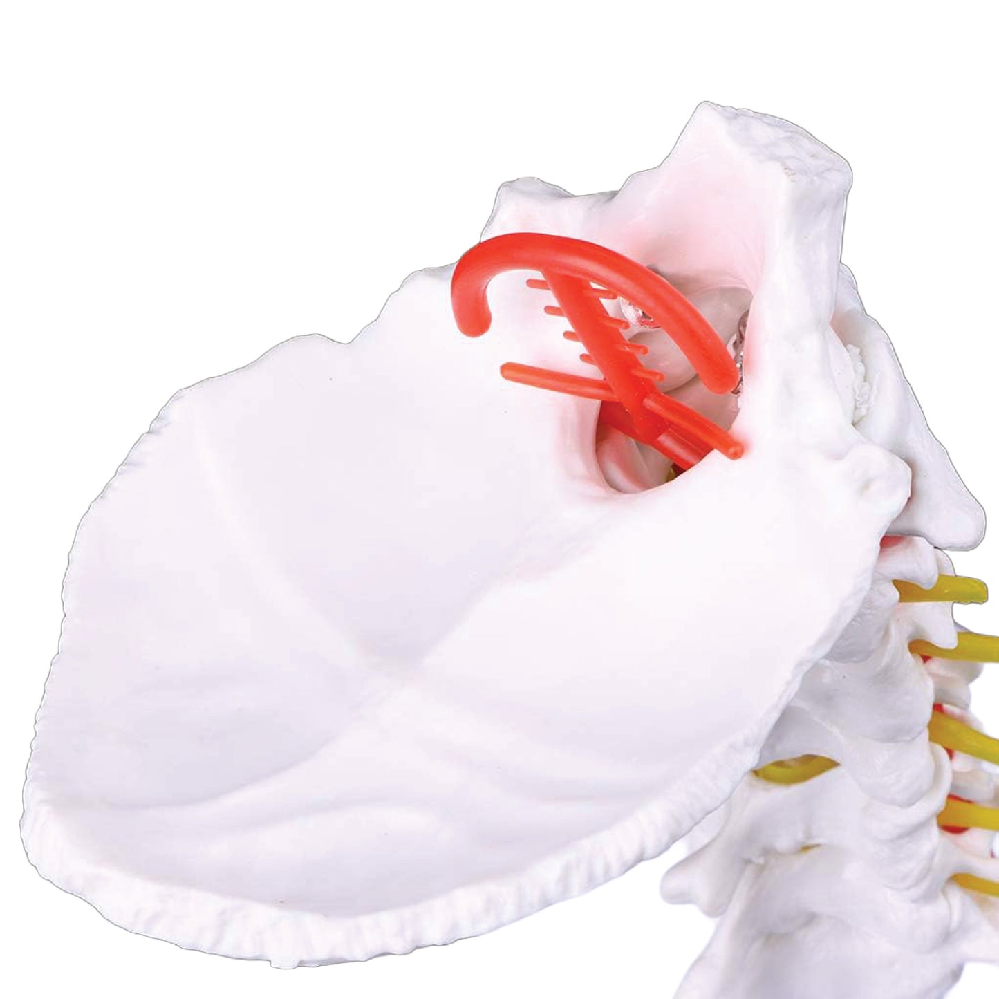 Labzio - Premium Life Size Cervical Vertebrae Model with Occipital Bone, Nerve, and Spinal Cord – Premium Anatomical Educational Model for Medical Students and Professionals