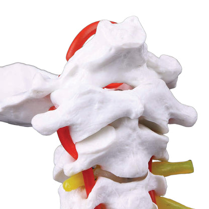Labzio - Premium Life Size Cervical Vertebrae Model with Occipital Bone, Nerve, and Spinal Cord – Premium Anatomical Educational Model for Medical Students and Professionals