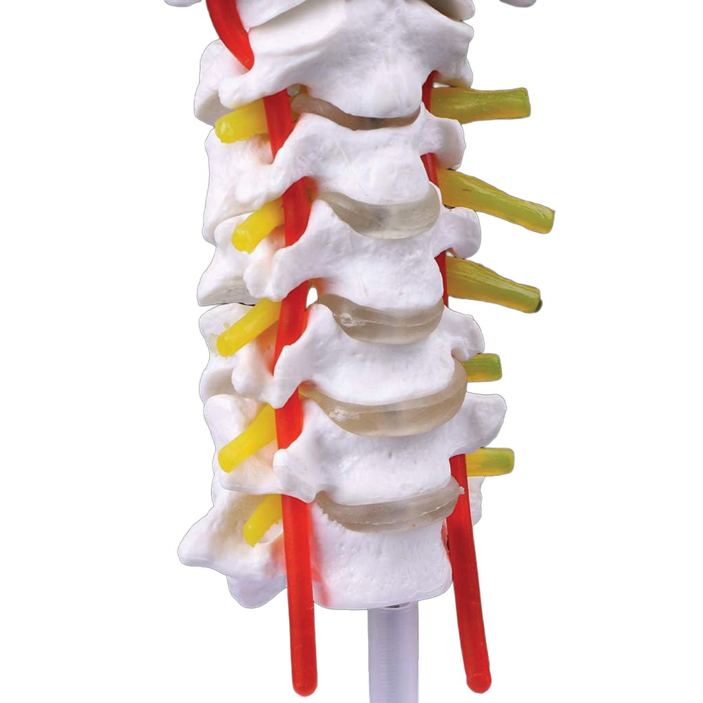 Labzio - Premium Life Size Cervical Vertebrae Model with Occipital Bone, Nerve, and Spinal Cord – Premium Anatomical Educational Model for Medical Students and Professionals