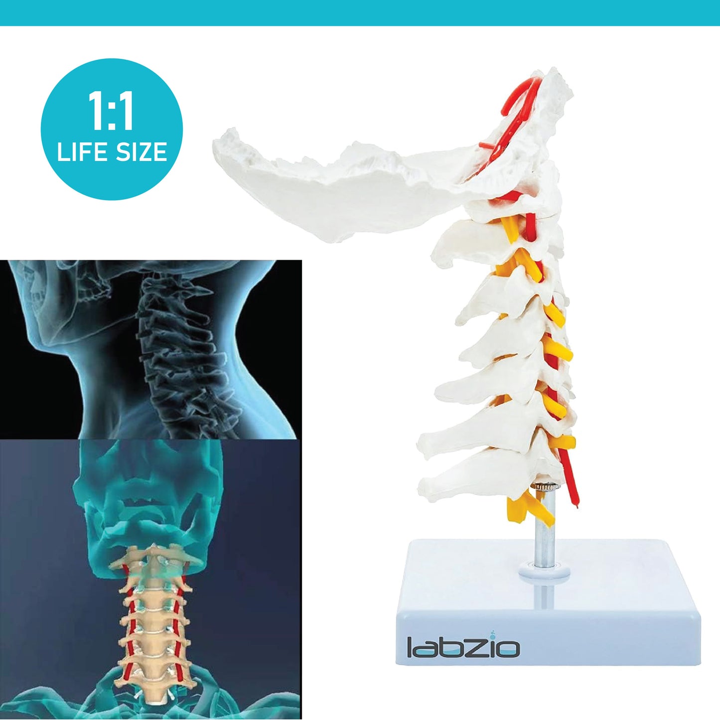 Labzio - Premium Life Size Cervical Vertebrae Model with Occipital Bone, Nerve, and Spinal Cord – Premium Anatomical Educational Model for Medical Students and Professionals