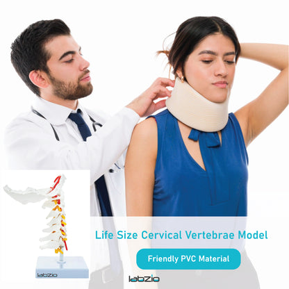 Labzio - Premium Life Size Cervical Vertebrae Model with Occipital Bone, Nerve, and Spinal Cord – Premium Anatomical Educational Model for Medical Students and Professionals