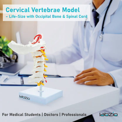 Labzio - Premium Life Size Cervical Vertebrae Model with Occipital Bone, Nerve, and Spinal Cord – Premium Anatomical Educational Model for Medical Students and Professionals