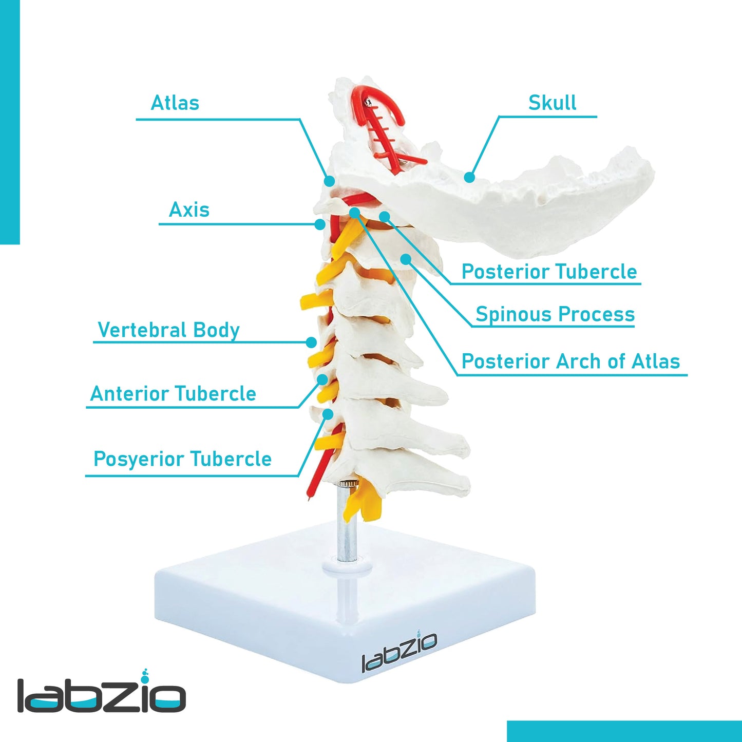 Labzio - Premium Life Size Cervical Vertebrae Model with Occipital Bone, Nerve, and Spinal Cord – Premium Anatomical Educational Model for Medical Students and Professionals