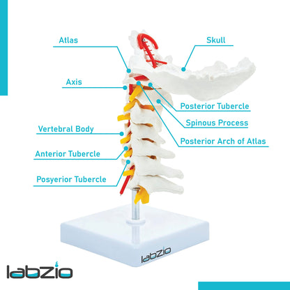 Labzio - Premium Life Size Cervical Vertebrae Model with Occipital Bone, Nerve, and Spinal Cord – Premium Anatomical Educational Model for Medical Students and Professionals