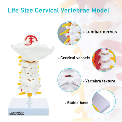 Labzio - Premium Life Size Cervical Vertebrae Model with Occipital Bone, Nerve, and Spinal Cord – Premium Anatomical Educational Model for Medical Students and Professionals