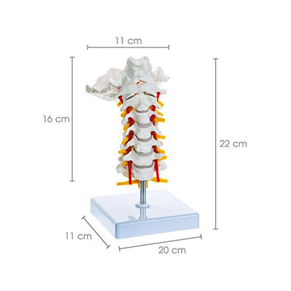 Cervical Vertebrae with Occipital Bone & Nerve with Spinal Cord, Life Size, Premium Anatomical Model