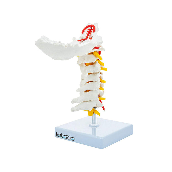 Cervical Vertebrae with Occipital Bone & Nerve with Spinal Cord, Life Size, Premium Anatomical Model