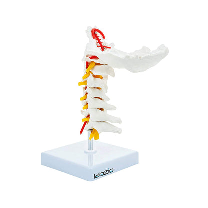 Cervical Vertebrae with Occipital Bone & Nerve with Spinal Cord, Life Size, Premium Anatomical Model