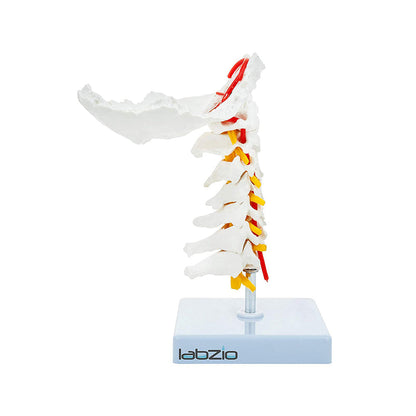 Cervical Vertebrae with Occipital Bone & Nerve with Spinal Cord, Life Size, Premium Anatomical Model