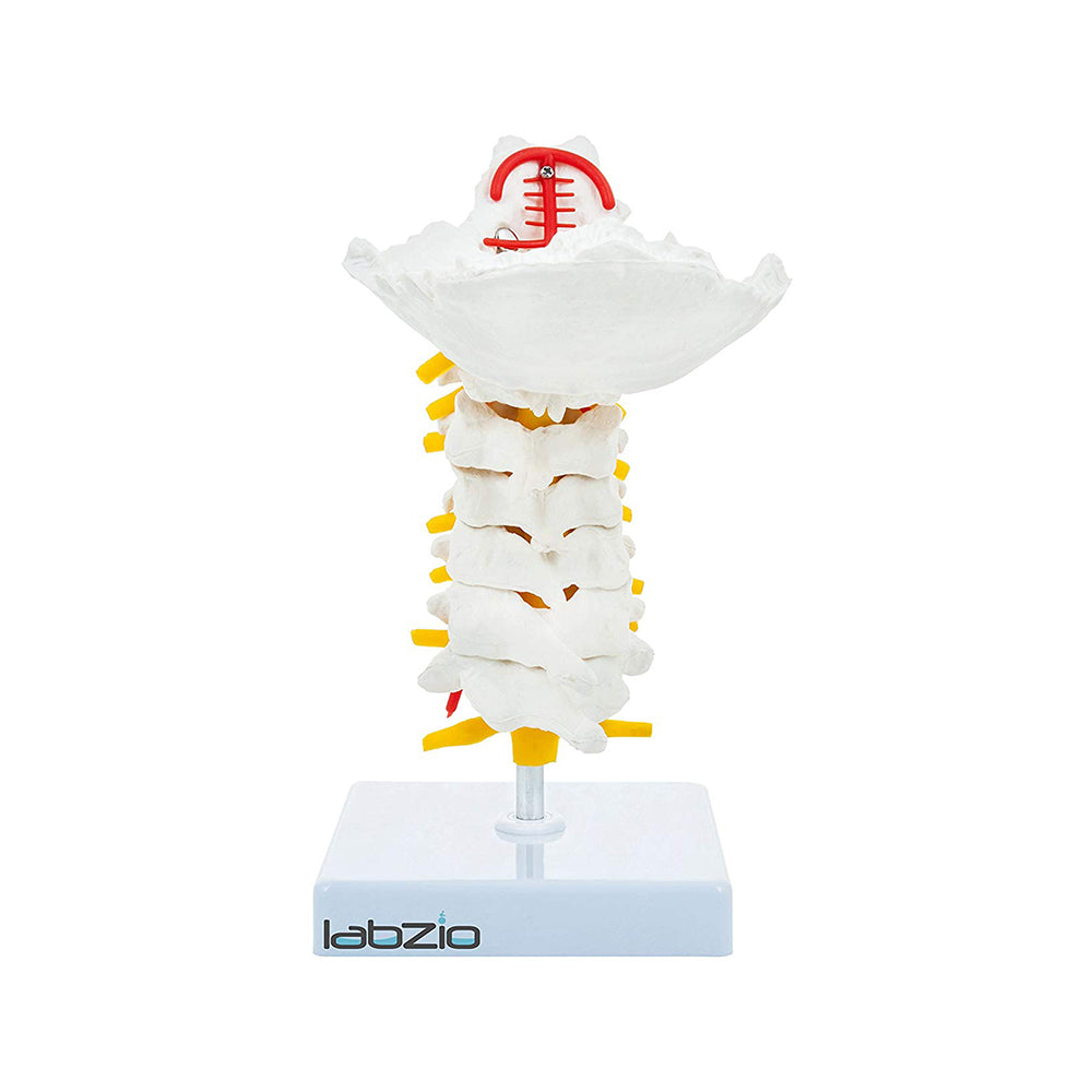 Cervical Vertebrae with Occipital Bone & Nerve with Spinal Cord, Life Size, Premium Anatomical Model