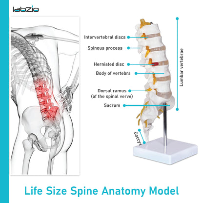 Labzio Premium Lumbar Vertebrae (L1-L5) with Sacrum Bone & Spinal Nerves - Premium Anatomical Model with Detailed Study Guide - Ideal for Medical Students, Educators, and Healthcare Professionals