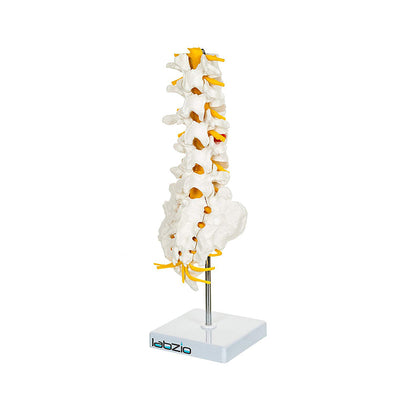 Lumbar Vertebrae 1-5, Sacrum Bone with Spinal Nerves, Premium Anatomical Model with Detailed Study Guide