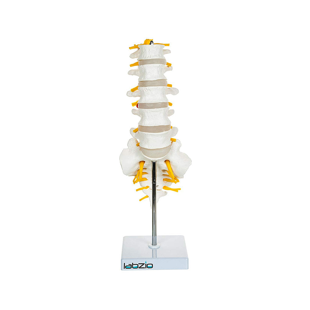 Lumbar Vertebrae 1-5, Sacrum Bone with Spinal Nerves, Premium Anatomical Model with Detailed Study Guide