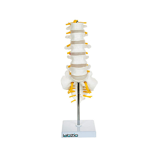 Lumbar Vertebrae 1-5, Sacrum Bone with Spinal Nerves, Premium Anatomical Model with Detailed Study Guide