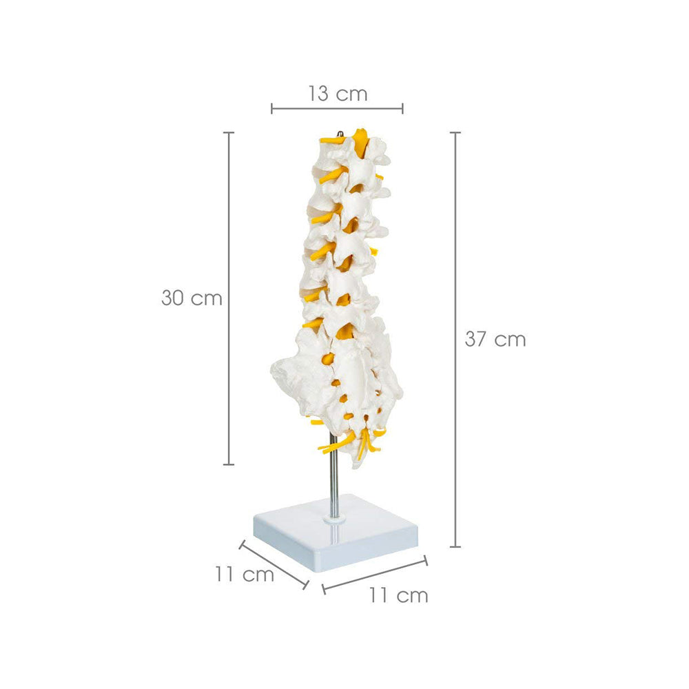 Lumbar Vertebrae 1-5, Sacrum Bone with Spinal Nerves, Premium Anatomical Model with Detailed Study Guide