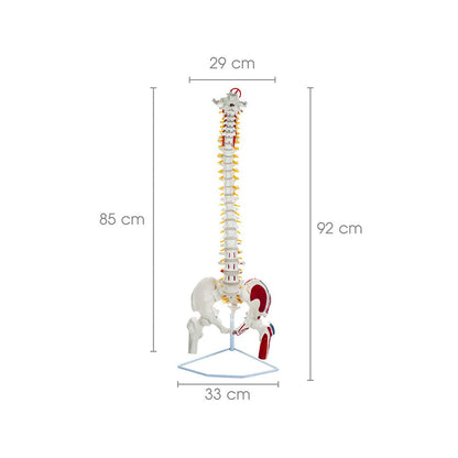 Life Size Flexible Spinal Column with Femur Heads, Showing Spinal Nerves, With Painted Muscles and Occipital Plate, Medical Anatomical Model