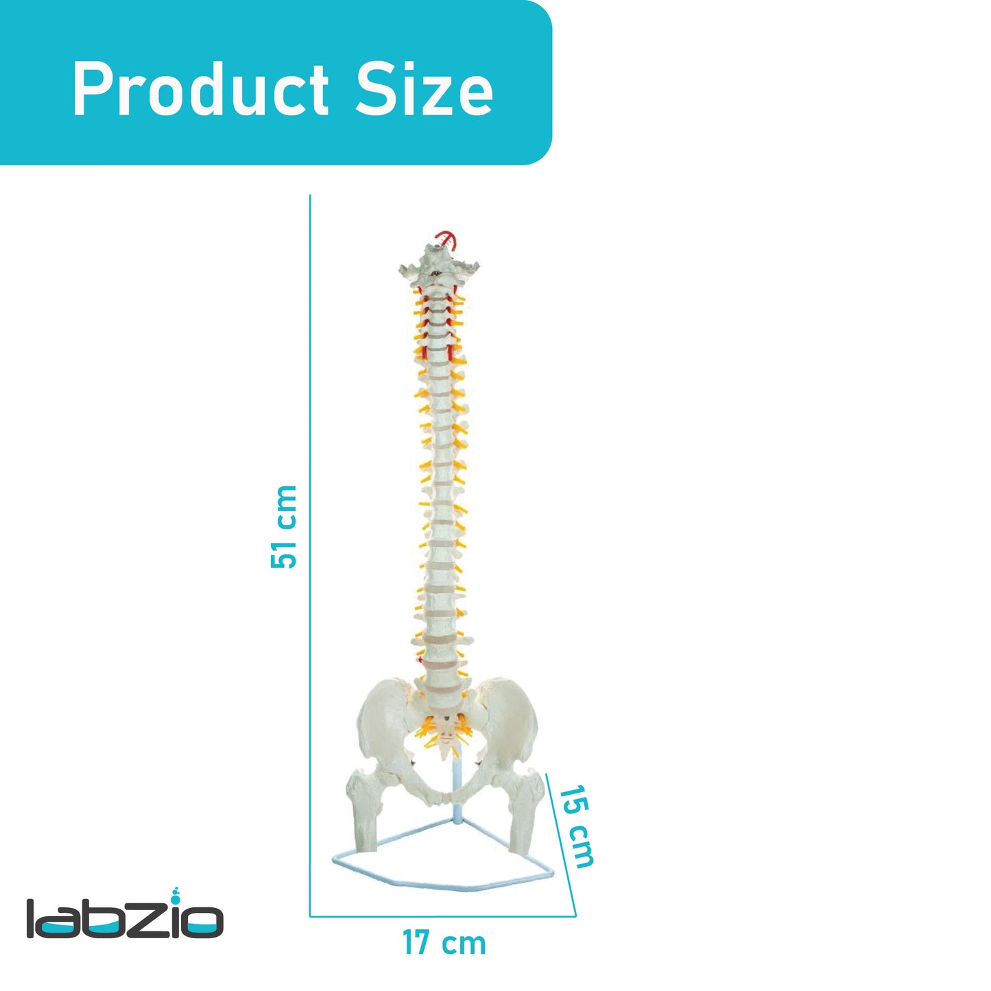 Labzio - Life Size 85 CM Flexible Spinal Column with Femur Heads, Showing Spinal Nerves and Occipital Plate, Medical Anatomical Model, Perfect for Orthopedics, Ideal for Doctors