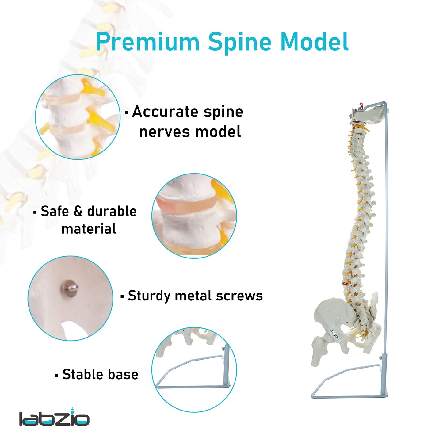 Labzio - Life Size 85 CM Flexible Spinal Column with Femur Heads, Showing Spinal Nerves and Occipital Plate, Medical Anatomical Model, Perfect for Orthopedics, Ideal for Doctors