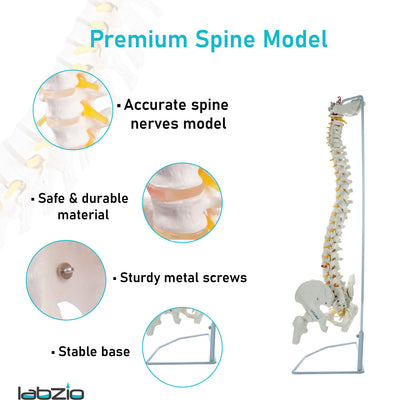 Labzio - Life Size 85 CM Flexible Spinal Column with Femur Heads, Showing Spinal Nerves and Occipital Plate, Medical Anatomical Model, Perfect for Orthopedics, Ideal for Doctors