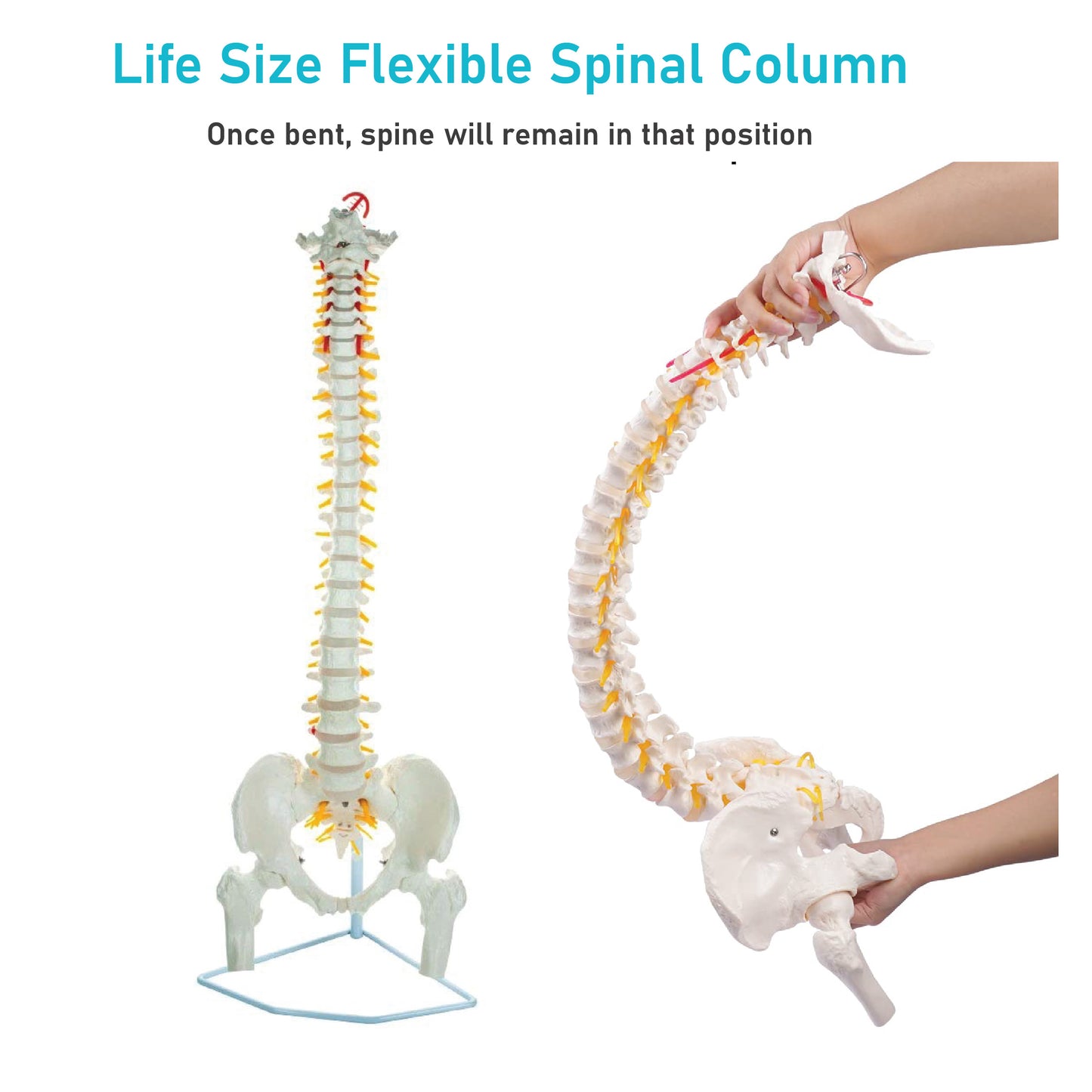 Labzio - Life Size 85 CM Flexible Spinal Column with Femur Heads, Showing Spinal Nerves and Occipital Plate, Medical Anatomical Model, Perfect for Orthopedics, Ideal for Doctors