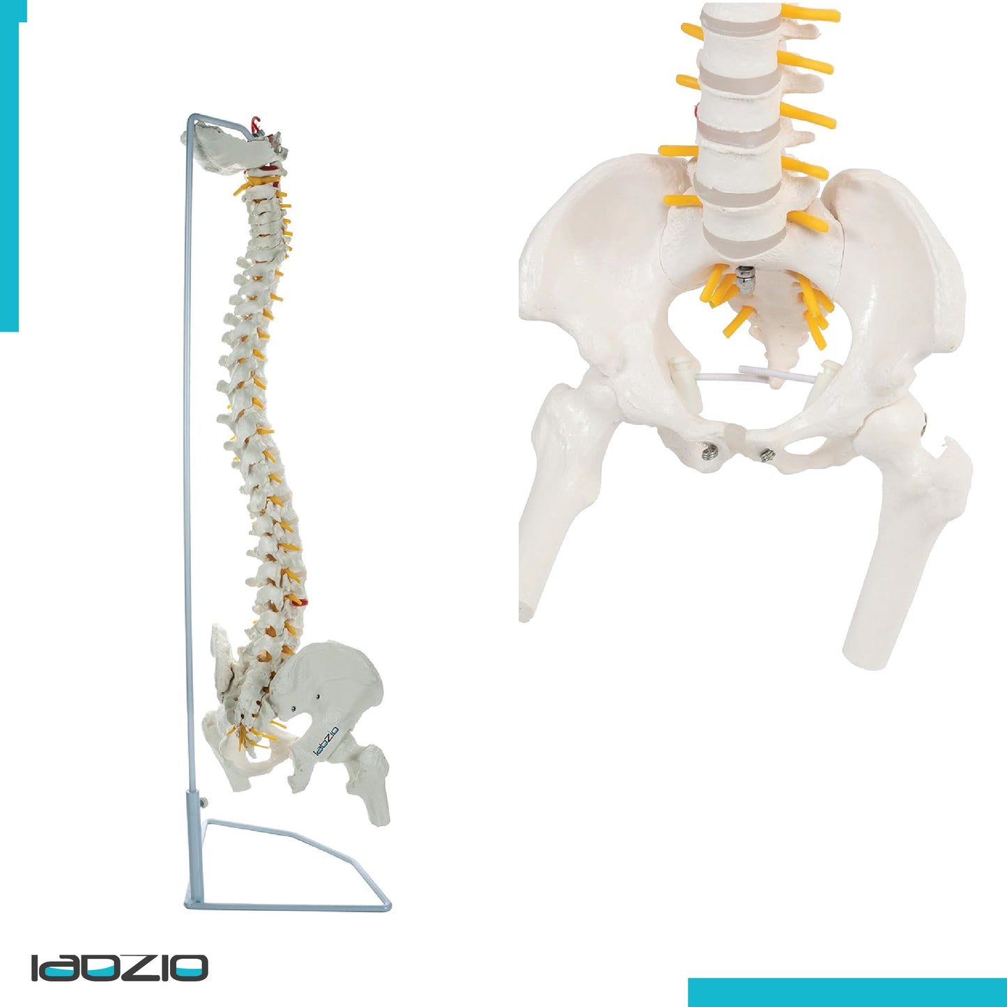 Labzio - Life Size 85 CM Flexible Spinal Column with Femur Heads, Showing Spinal Nerves and Occipital Plate, Medical Anatomical Model, Perfect for Orthopedics, Ideal for Doctors