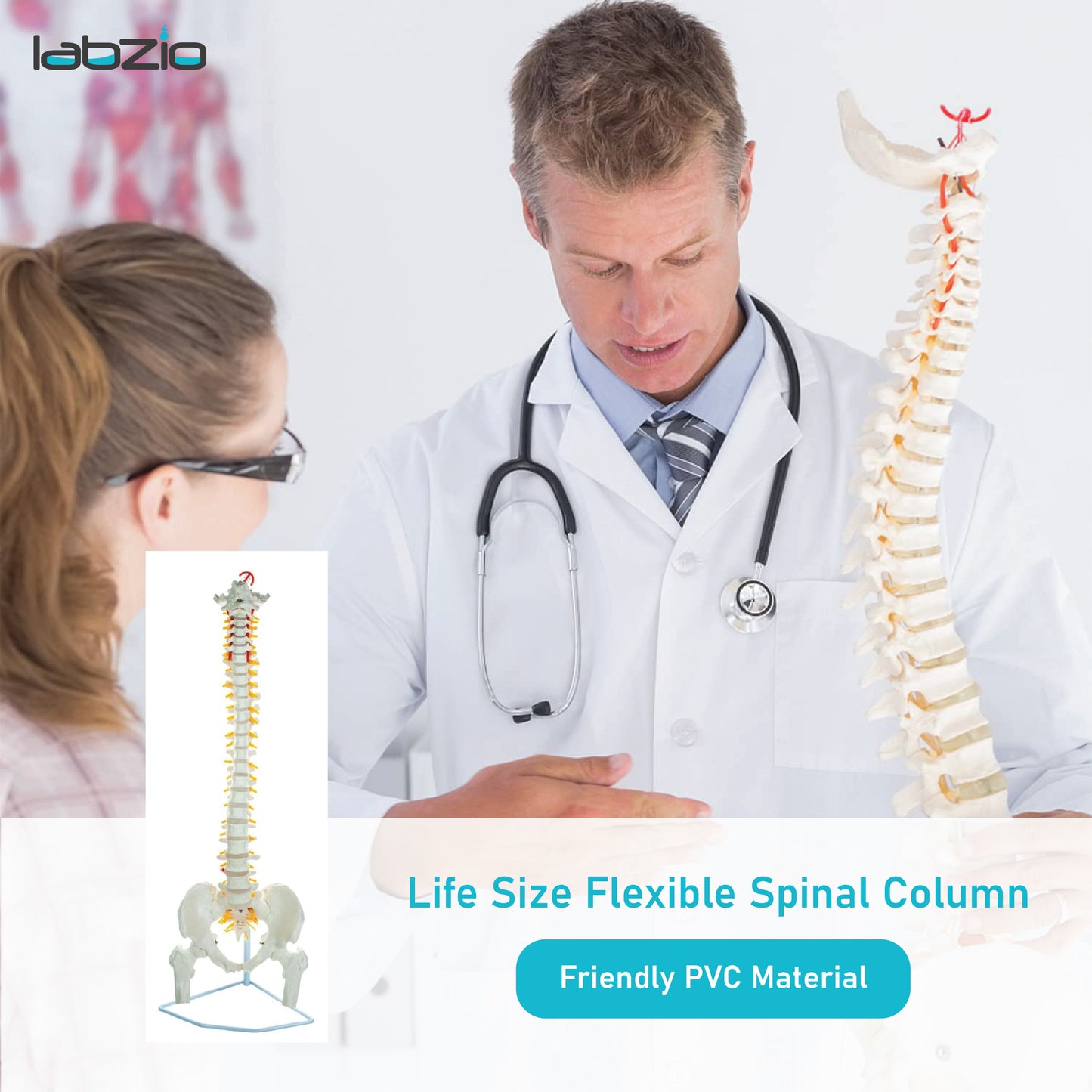 Labzio - Life Size 85 CM Flexible Spinal Column with Femur Heads, Showing Spinal Nerves and Occipital Plate, Medical Anatomical Model, Perfect for Orthopedics, Ideal for Doctors