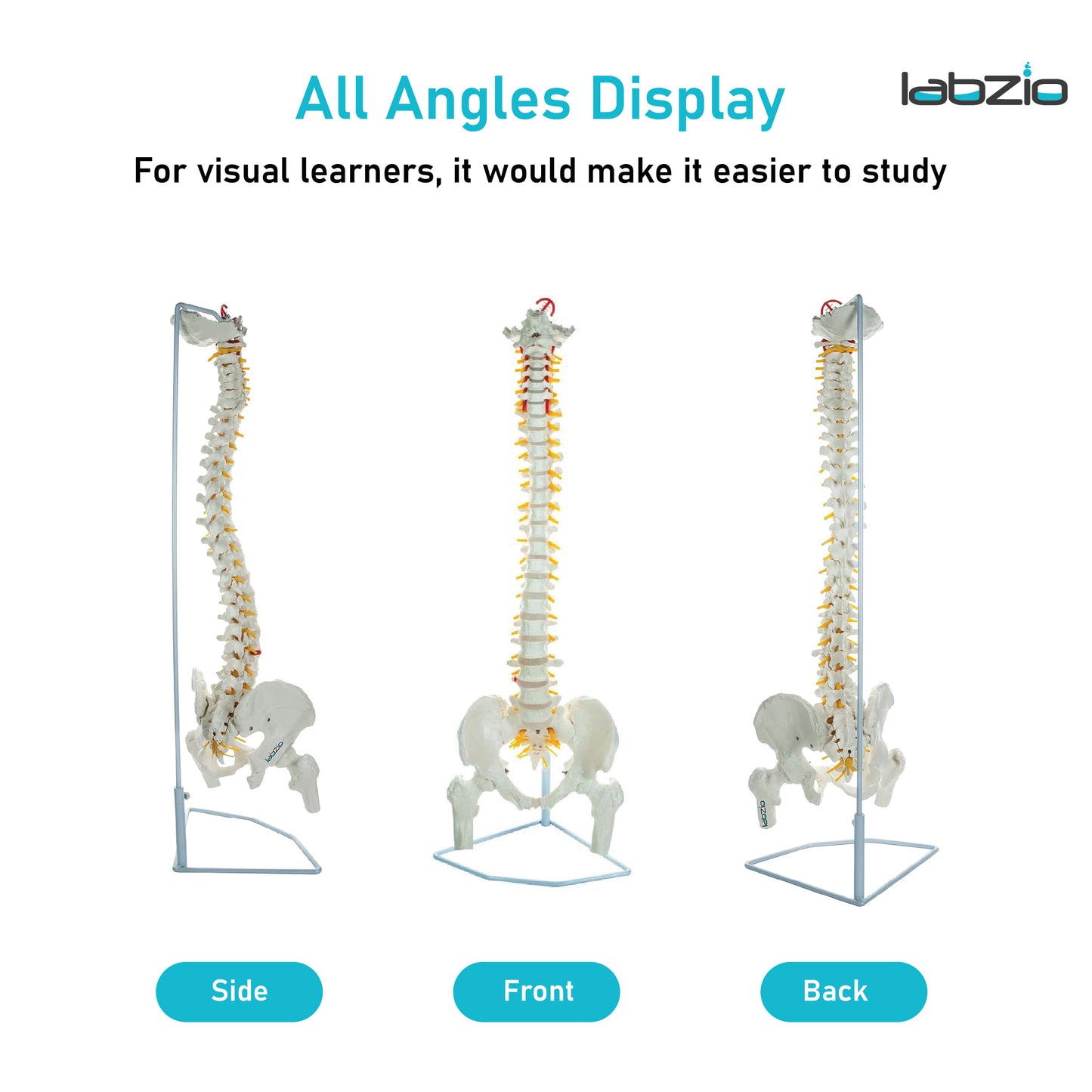 Labzio - Life Size 85 CM Flexible Spinal Column with Femur Heads, Showing Spinal Nerves and Occipital Plate, Medical Anatomical Model, Perfect for Orthopedics, Ideal for Doctors