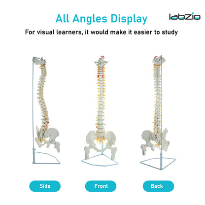 Labzio - Life Size 85 CM Flexible Spinal Column with Femur Heads, Showing Spinal Nerves and Occipital Plate, Medical Anatomical Model, Perfect for Orthopedics, Ideal for Doctors