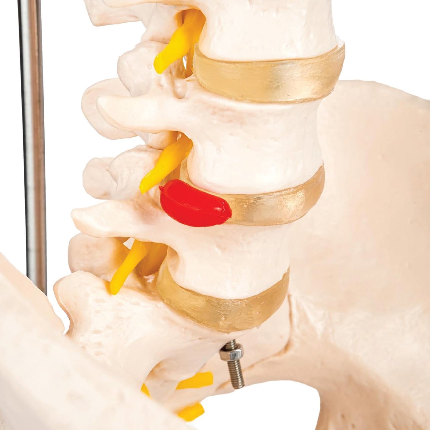 Labzio - Life Size 85 CM Flexible Spinal Column with Femur Heads, Showing Spinal Nerves and Occipital Plate, Medical Anatomical Model, Perfect for Orthopedics, Ideal for Doctors