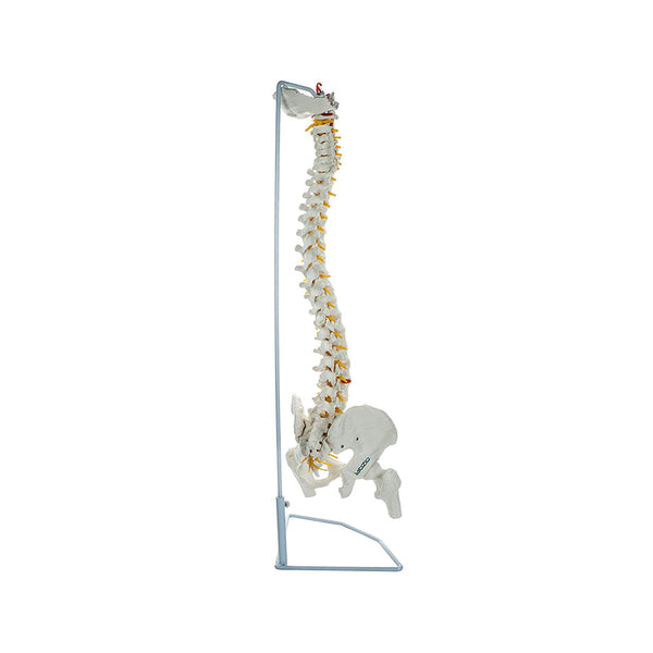 Life Size Flexible Spinal Column with Femur Heads, Showing Spinal Nerves and Occipital Plate, Medical Anatomical Model