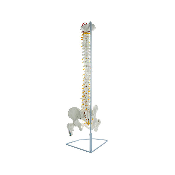 Life Size Flexible Spinal Column with Femur Heads, Showing Spinal Nerves and Occipital Plate, Medical Anatomical Model