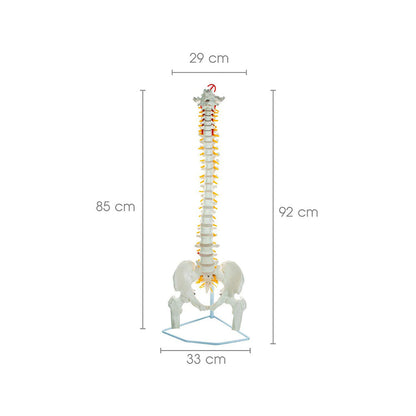 Life Size Flexible Spinal Column with Femur Heads, Showing Spinal Nerves and Occipital Plate, Medical Anatomical Model