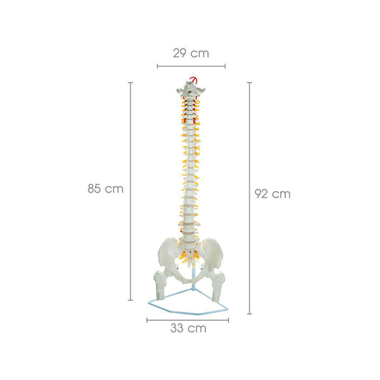 Life Size Flexible Spinal Column with Femur Heads, Showing Spinal Nerves and Occipital Plate, Medical Anatomical Model