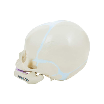 Fetus Skull Model with Movable Jaw, Anatomical Model, Perfect for Medical and Student Use