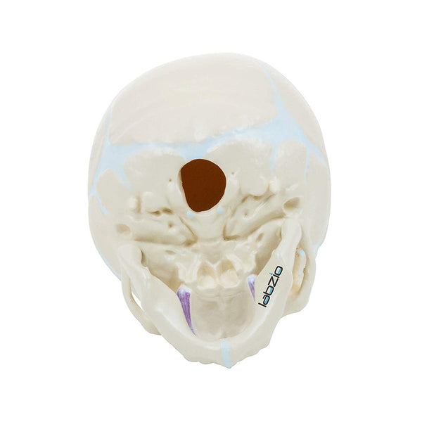 Fetus Skull Model with Movable Jaw, Anatomical Model, Perfect for Medical and Student Use