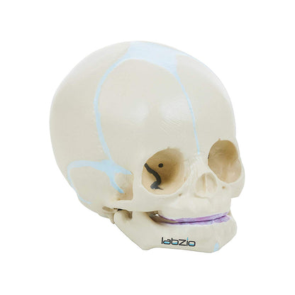 Fetus Skull Model with Movable Jaw, Anatomical Model, Perfect for Medical and Student Use