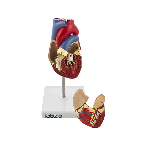 Deluxe Natural Size Human Heart Anatomical Model, 2 Parts, Showing Four Chambers, Valves, and Major Blood Vessels, with Detailed Study Guide