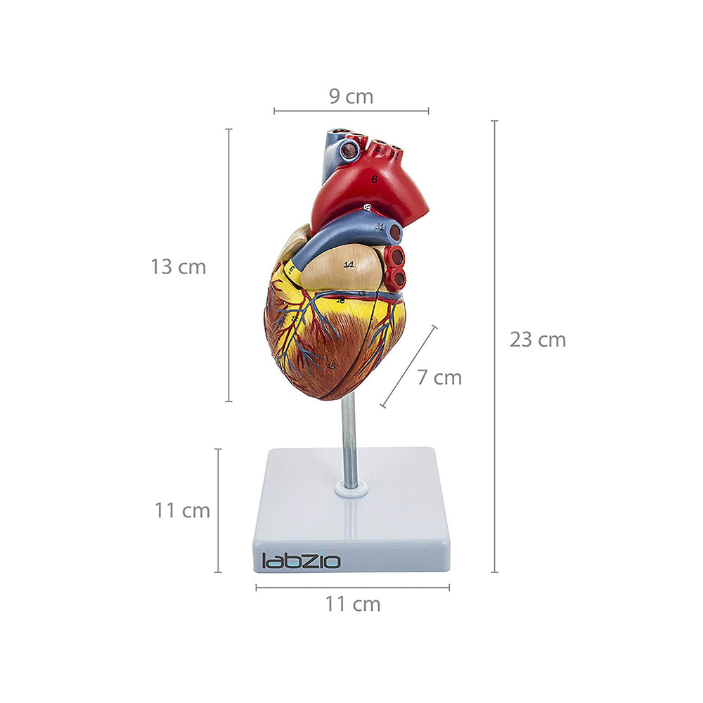 Deluxe Natural Size Human Heart Anatomical Model, 2 Parts, Showing Four Chambers, Valves, and Major Blood Vessels, with Detailed Study Guide