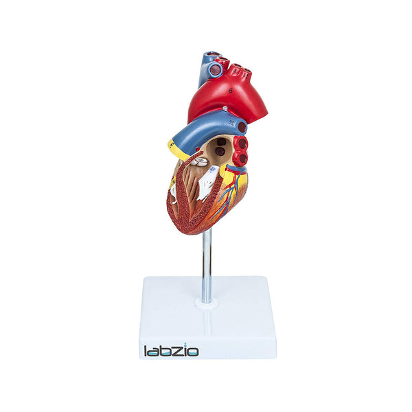 Deluxe Natural Size Human Heart Anatomical Model, 2 Parts, Showing Four Chambers, Valves, and Major Blood Vessels, with Detailed Study Guide