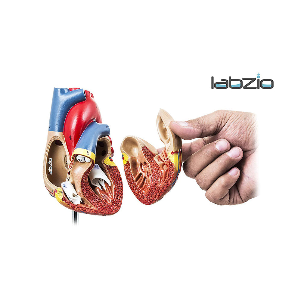 Deluxe Natural Size Human Heart Anatomical Model, 2 Parts, Showing Four Chambers, Valves, and Major Blood Vessels, with Detailed Study Guide