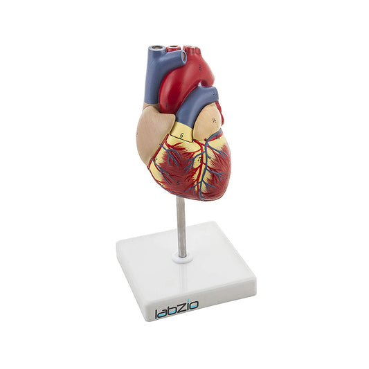 Deluxe Natural Size Human Heart Anatomical Model, 2 Parts, Showing Four Chambers, Valves, and Major Blood Vessels, with Detailed Study Guide